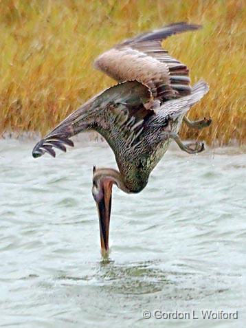 Taking The Plunge_32271v2.jpg - Brown Pelican (Pelecanus occidentalis)Photographed along the Gulf coast near Port Lavaca, Texas, USA.